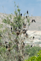 Les oiseaux de Nallihan