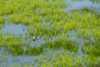 Les oiseaux de Nallihan