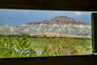 Les oiseaux de Nallihan