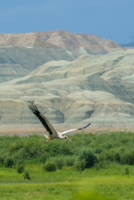 Les oiseaux de Nallihan