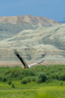 Les oiseaux de Nallihan