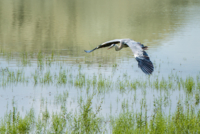 Les oiseaux de Nallihan