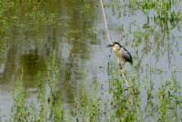 Les oiseaux de Nallihan