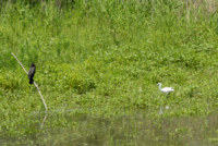 Les oiseaux de Nallihan