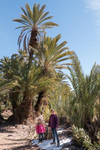 Randonnée dans l'Oasis de Fint
