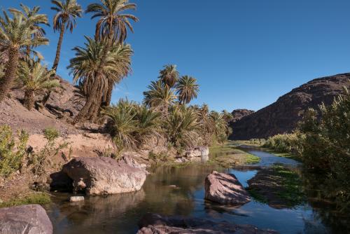 Randonnée dans l'Oasis de Fint