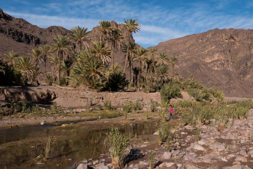 Randonnée dans l'Oasis de Fint