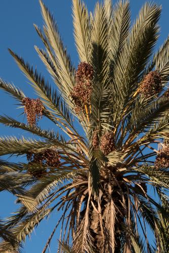 Randonnée dans l'Oasis de Fint