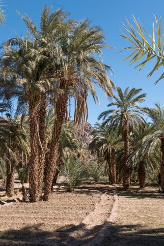 Randonnée dans l'Oasis de Fint