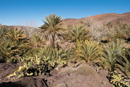 Randonnée dans l'Oasis de Fint