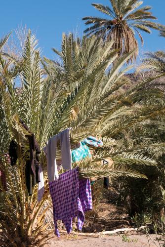 Randonnée dans l'Oasis de Fint