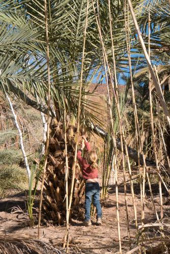 Randonnée dans l'Oasis de Fint