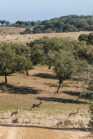 Parc du Tejo