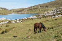 Los Picos de Europa