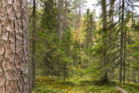 Parc national de Pyhä-Häkki