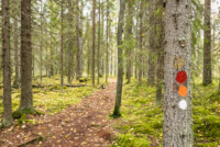 Parc national de Pyhä-Häkki