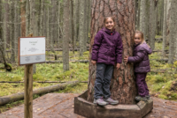 Parc national de Pyhä-Häkki