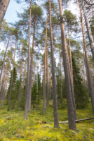 Parc national de Pyhä-Häkki