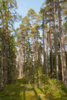 Parc national de Pyhä-Häkki