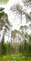 Parc national de Pyhä-Häkki