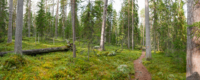 Parc national de Pyhä-Häkki