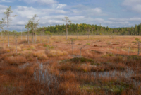 Parc national de Pyhä-Häkki