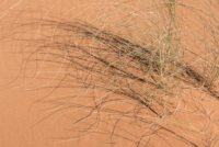 Exploration de l'Erg Chebbi