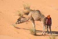 Exploration de l'Erg Chebbi