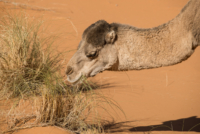 Exploration de l'Erg Chebbi