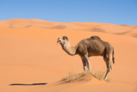 Exploration de l'Erg Chebbi