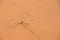 Exploration de l'Erg Chebbi