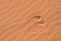 Exploration de l'Erg Chebbi