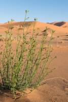 Exploration de l'Erg Chebbi