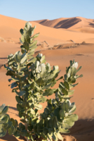 Exploration de l'Erg Chebbi
