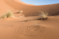 Exploration de l'Erg Chebbi