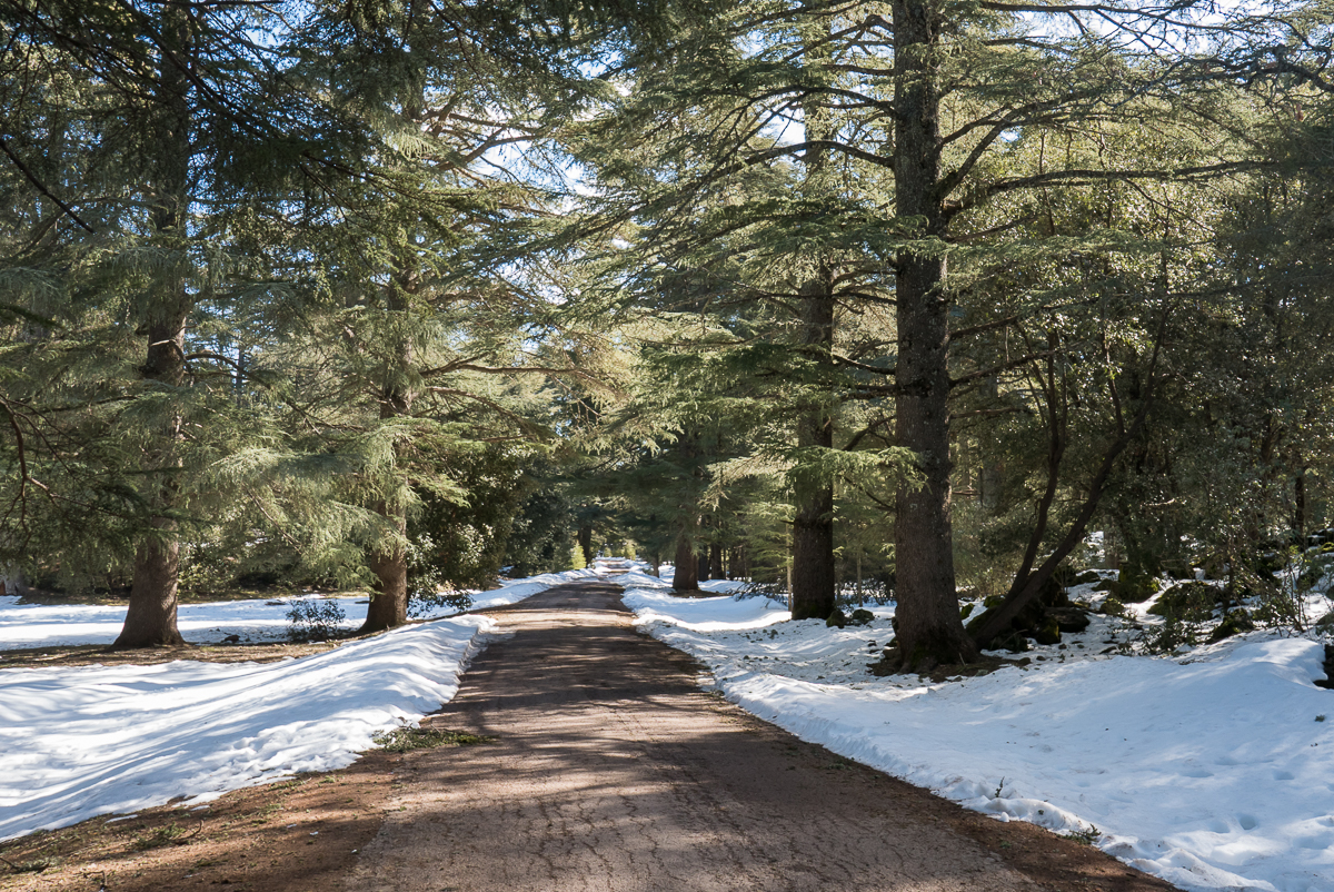 Forêt de cèdres du Moyen Atlas sous la neige au Maroc. Forêt de cèdres du Moyen Atlas sous la neige au Maroc