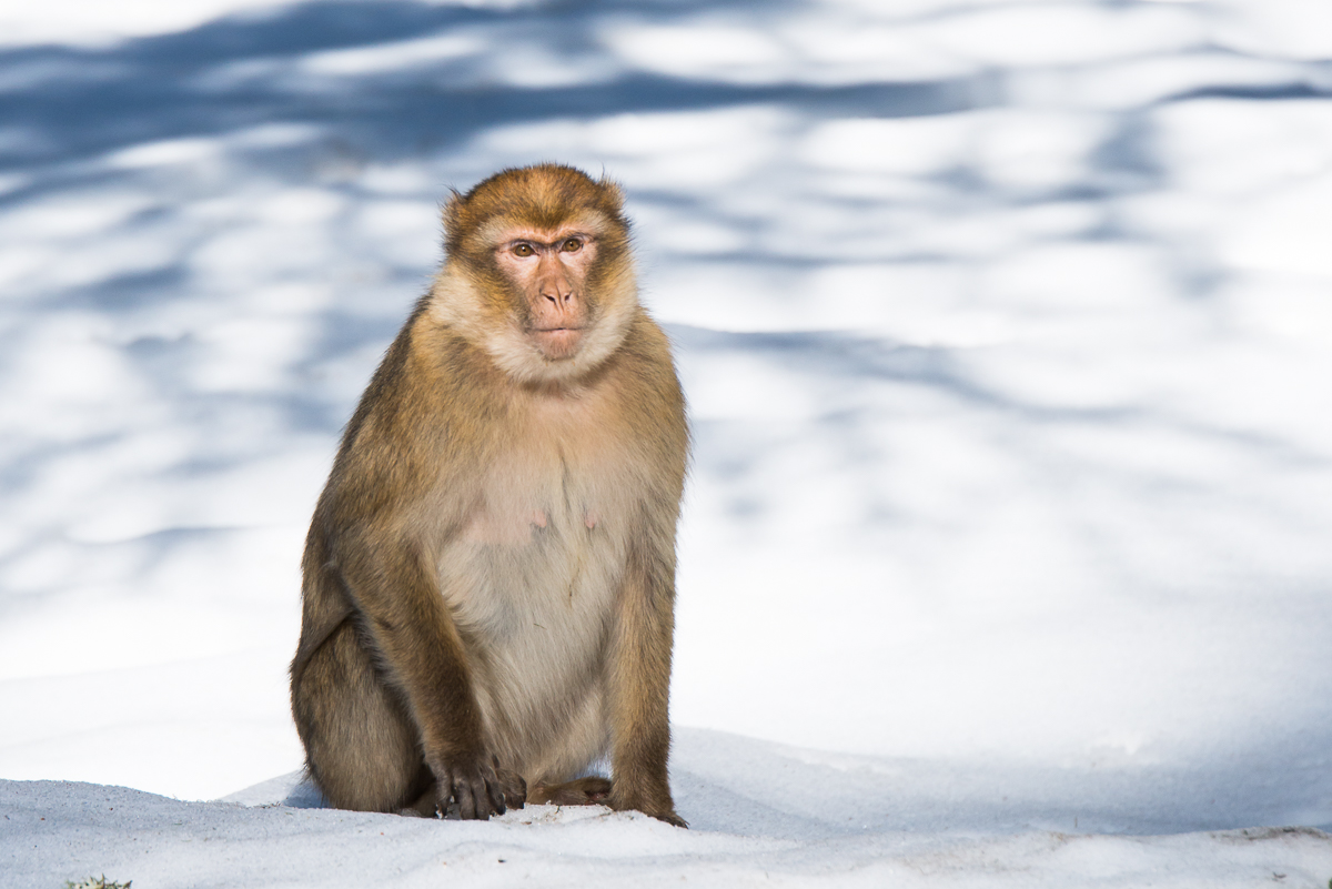 Macaque de Barbarie dans le Moyen Atlas au Maroc Macaque de Barbarie dans le Moyen Atlas au Maroc
