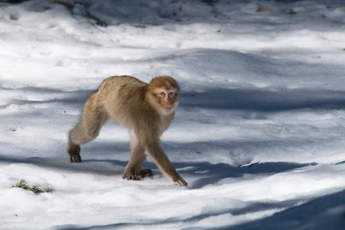 Retour au Moyen Atlas