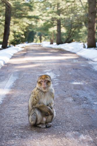 Retour au Moyen Atlas