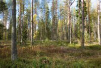 Parc national de Salamajärki