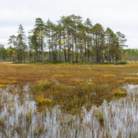 Parc national de Salamajärki