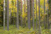 Parc national de Salamajärki