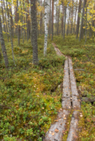 Parc national de Salamajärki