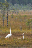 Parc national de Salamajärki