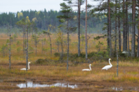 Parc national de Salamajärki