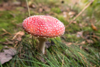 Parc national de Salamajärki