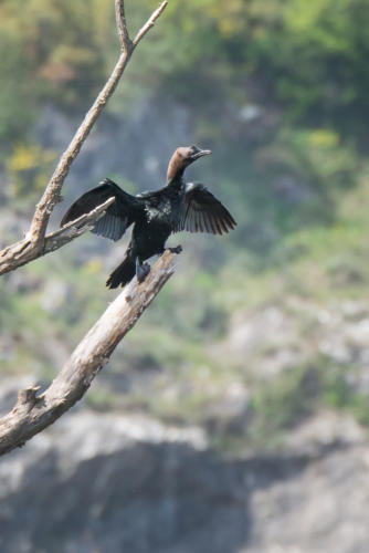 Canoë sur le lac Skadar // Montégnégro