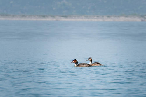 Canoë sur le lac Skadar // Montégnégro