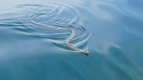 Canoë sur le lac Skadar // Montégnégro