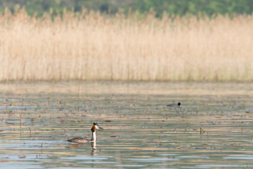 Canoë sur le lac Skadar // Montégnégro